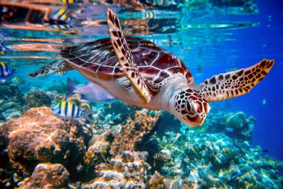 Zoymar Saona Tours